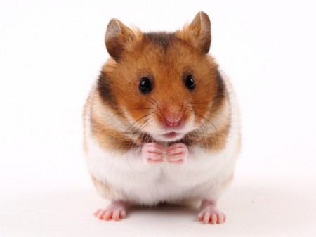 Говорящий Хомяк -Talking Hamster для нокиа 5230,5530,5800. (2012)