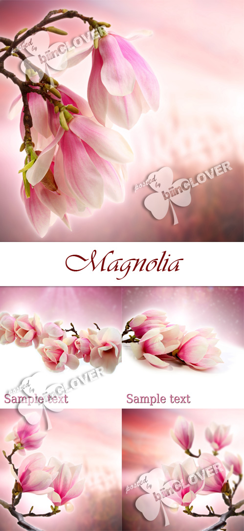 Magnolia 0120