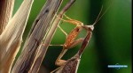 .  / Insect from another planet. Mantis (2012) HDTVRip 